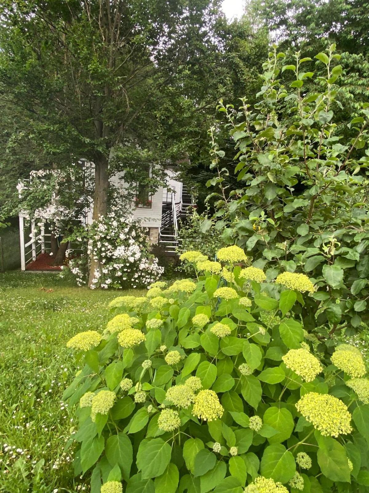 Rapsodia Pension Suceava Exterior photo